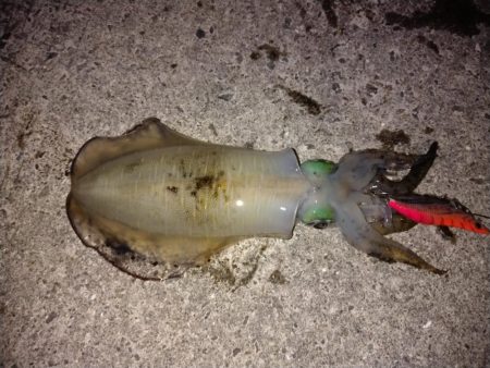 エギ王Kが大活躍